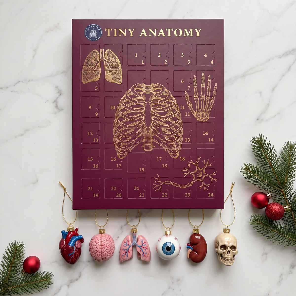 Anatomy Advent Calander